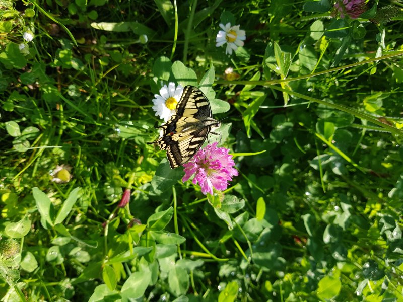 Machaon se gorgeant de nectar. Mon jardin. Fabrice Godet